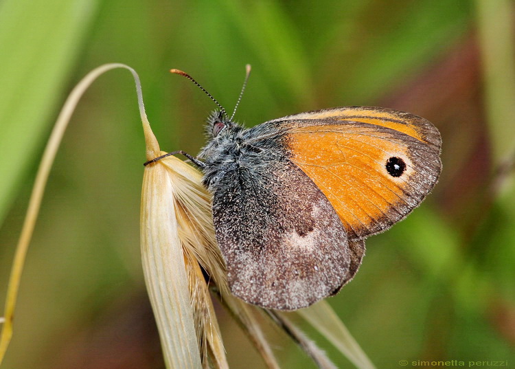 Lepidoptera del Chianti